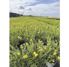 Feld mit gelb blühenden Johanniskraut Pflanzen.
