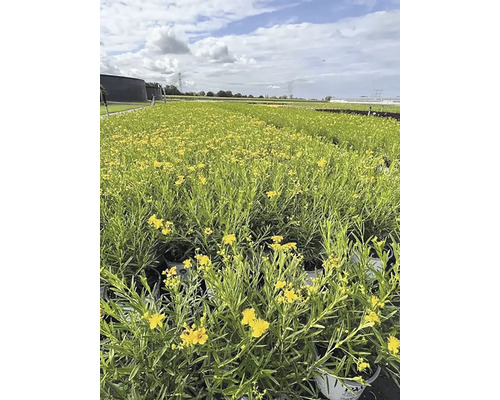 Feld mit gelb blühenden Johanniskraut Pflanzen.