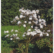 Sternmagnolie mit weißen Blüten im Garten.