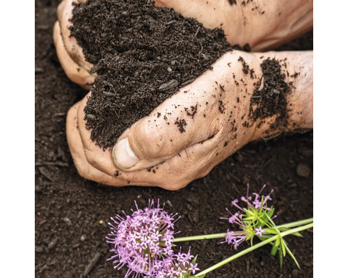Hände halten Blumenerde mit Blumen