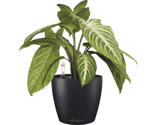 Pfeilblatt Zimmerpflanze in schwarzem Pflanzgefäß mit Wasserstandsanzeiger