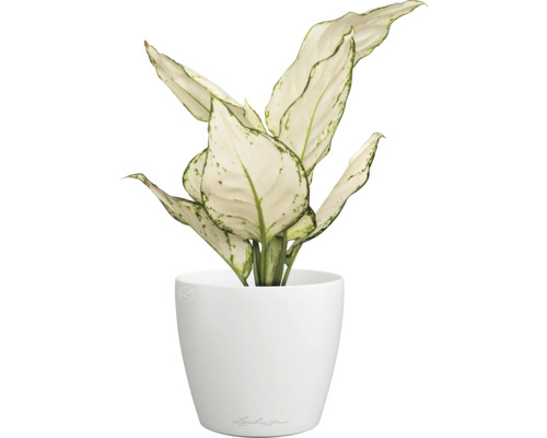 Dieffenbachia Zimmerpflanze in weißem Topf
