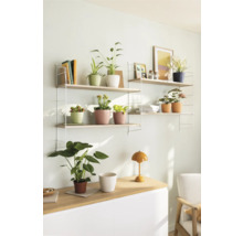 Wohnzimmer mit Regalen, Pflanzen und Tischleuchte