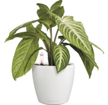 Zimmerpflanze in weißem Topf mit Bewässerungsanzeige