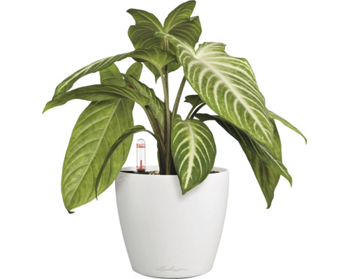 Zimmerpflanze in weißem Topf mit Bewässerungsanzeige