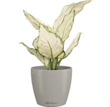 Dieffenbachia Zimmerpflanze im Topf