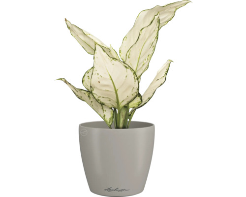 Dieffenbachia Zimmerpflanze im Topf