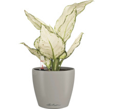 Dieffenbachie in einem Lechuza Blumentopf