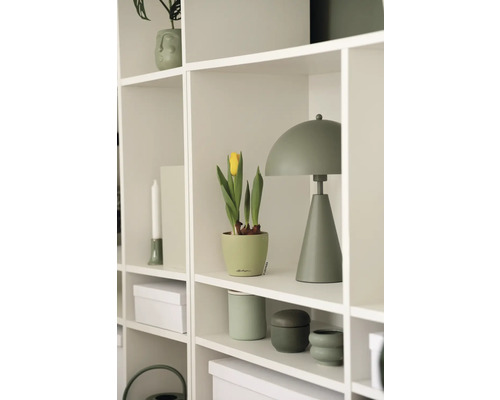 Regal mit Dekorationselementen, Zimmerpflanze, Tischleuchte