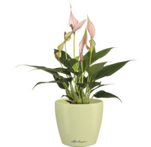 Flamingoblume in einem Topf