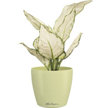 Dieffenbachie Pflanze im Topf