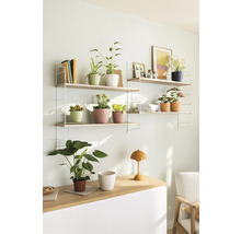 Wohnzimmer mit Regalsystem, Pflanzen und Dekoration