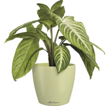 Zimmerpflanze im Topf