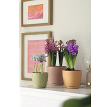 Arrangement mit Hyazinthen und Iris in Pflanzgefäßen auf einem Tisch