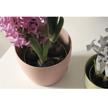 Hyazinthe in einem Lechuza Blumentopf