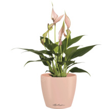 Einblatt Pflanze in einem Lechuza Blumentopf