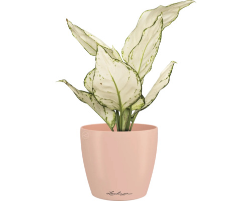 Dieffenbachia Zimmerpflanze in einem Lechuza Blumentopf