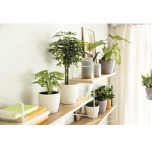 Regal mit verschiedenen Zimmerpflanzen in Töpfen.