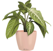 Pfeilblatt im Pflanzgefäß