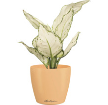 Dieffenbachia Zimmerpflanze in einem Lechuza Blumentopf