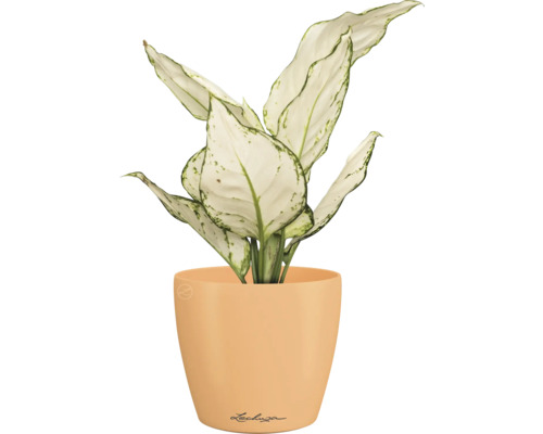 Dieffenbachia Zimmerpflanze in einem Lechuza Blumentopf