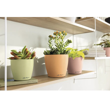 Drei Zimmerpflanzen in Blumentöpfen auf einem Regal