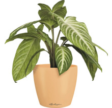 Pfeilblatt im Blumentopf