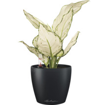 Dieffenbachia Zimmerpflanze in einem schwarzen Blumentopf mit Wasserstandsanzeige