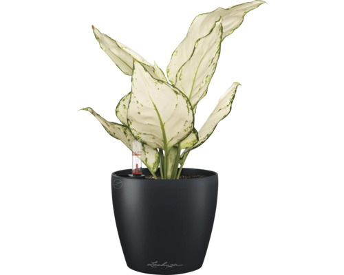Dieffenbachia Zimmerpflanze in einem schwarzen Blumentopf mit Wasserstandsanzeige
