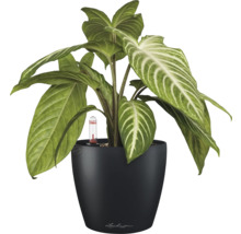 Pfeilblatt in einem schwarzen Blumentopf mit Bewässerungssystem