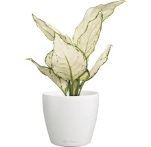Dieffenbachia Pflanze in einem weißen Topf