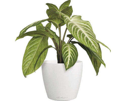 Zimmerpflanze im Topf