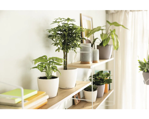 Regal mit Zimmerpflanzen und dekorativen Gegenständen für eine helle und freundliche Atmosphäre.