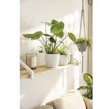 Dekoratives Wohnambiente mit Zimmerpflanzen auf einem Holzregal