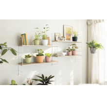 Dekoratives Zimmer mit Regalen, Pflanzen und Übertöpfen