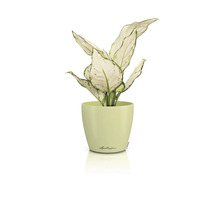 Dieffenbachie Pflanze im Lechuza Blumentopf