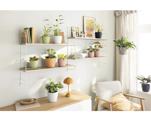 Wohnzimmer mit Regalen, Pflanzen und Dekorationen für eine gemütliche Atmosphäre