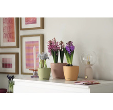 Dekorative Szene mit Frühlingsblumen in Übertöpfen auf einer Kommode, ergänzt durch eine Lampe und Bilderrahmen.