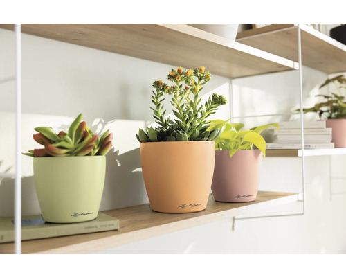 Dekorative Töpfe mit Pflanzen auf einem Regal.