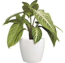 Pfeilblatt im weißen Topf