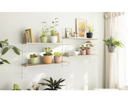 Zwei Regale mit Pflanzen in Töpfen, Büchern und Dekoartikeln