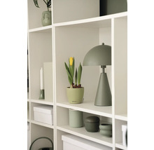 Regal mit Dekorationselementen, darunter eine Leuchte, eine Topfpflanze und dekorative Behälter