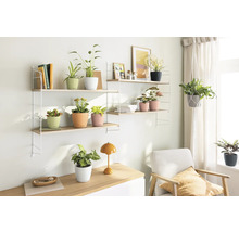 Wohnzimmer mit Regalsystem, Zimmerpflanzen und Sitzgelegenheit