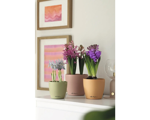 Szene mit drei farbigen Pflanzgefäßen und blühenden Hyazinthen sowie Zwerg-Iris auf einer Kommode vor zwei Bildern an der Wand.