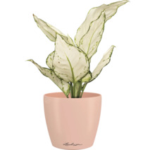 Dieffenbachia Zimmerpflanze in einem Übertopf