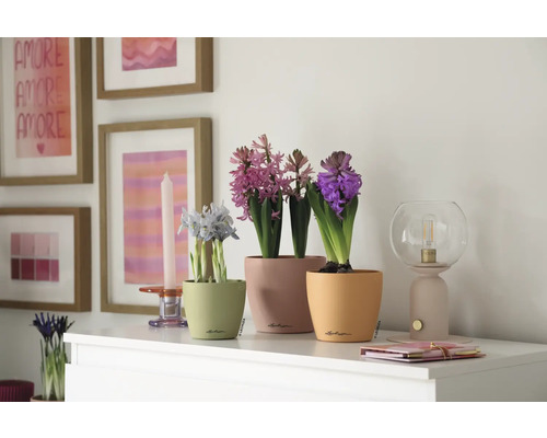 Dekorative Zimmergestaltung mit blühenden Hyazinthen in Pflanzgefäßen und einer Tischleuchte