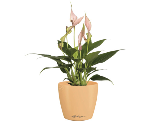 Flamingoblume im Pflanzgefäß