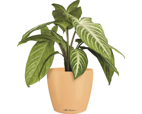 Zimmerpflanze in einem Topf