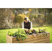 Frau gärtnert in einem Hochbeet mit Salat und Gemüse im Garten.