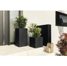 Drei Pflanzkübel mit Pflanzen und eine dekorative Laterne im Außenbereich.